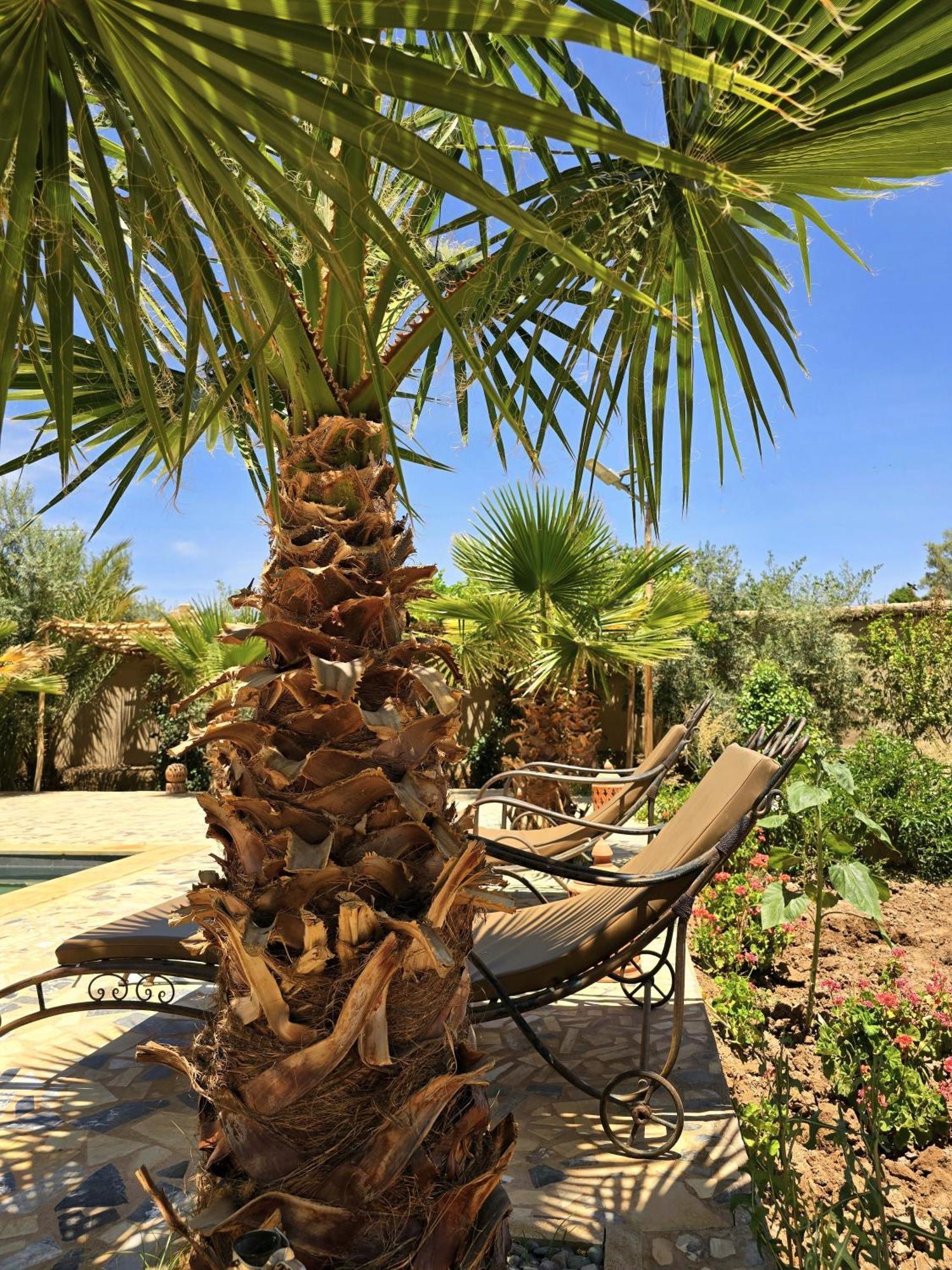Riad Aman סקורה מראה חיצוני תמונה
