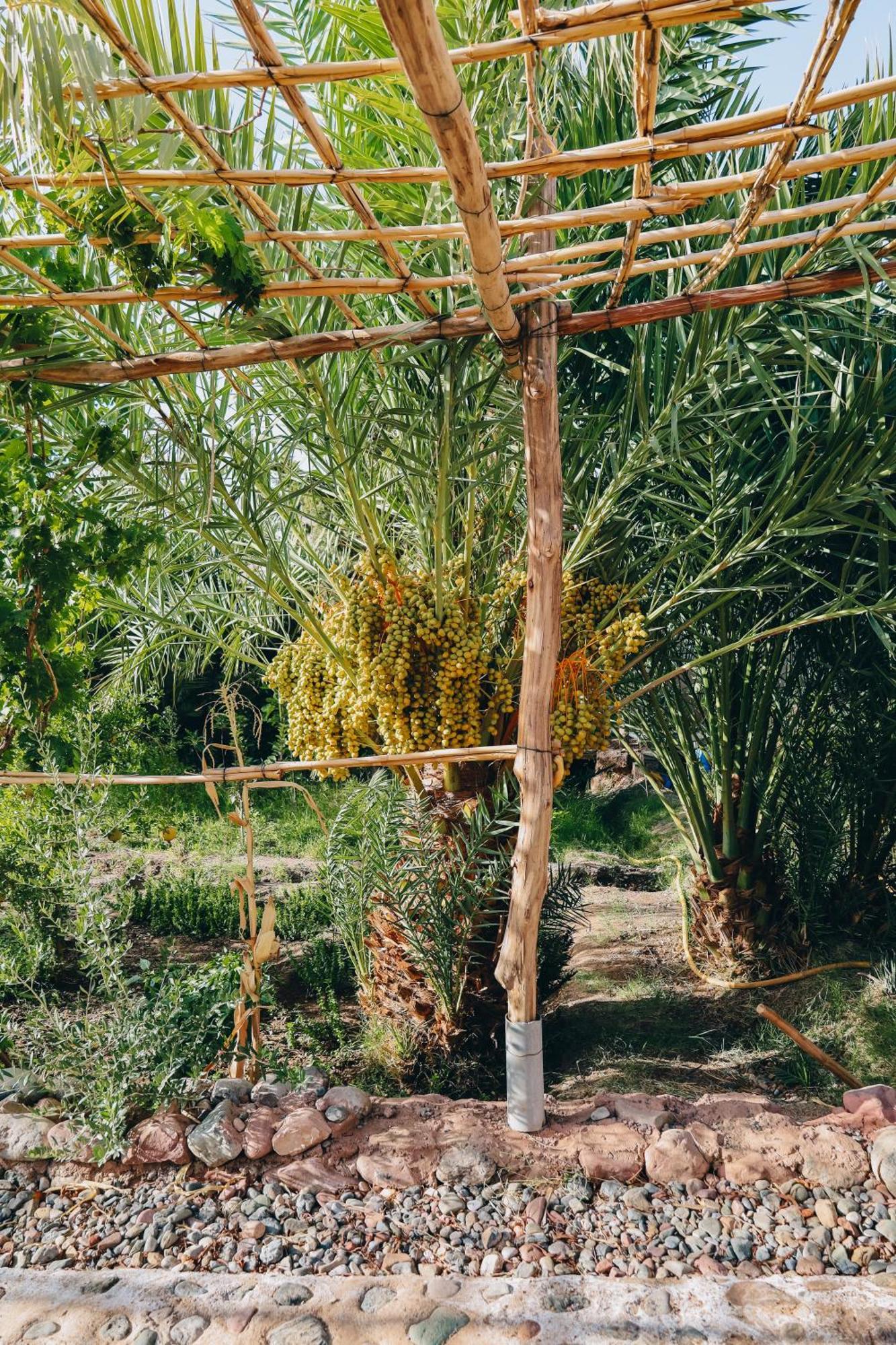 Riad Aman סקורה מראה חיצוני תמונה