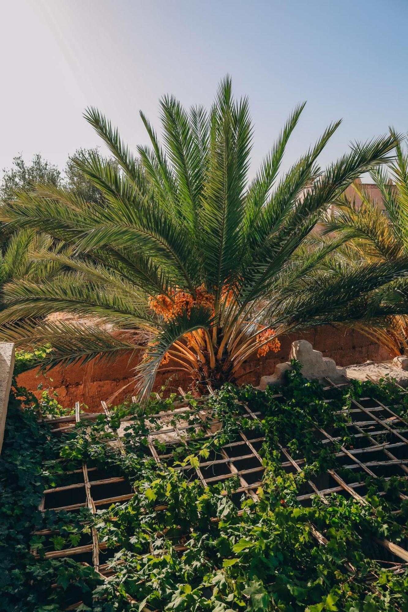 Riad Aman סקורה מראה חיצוני תמונה